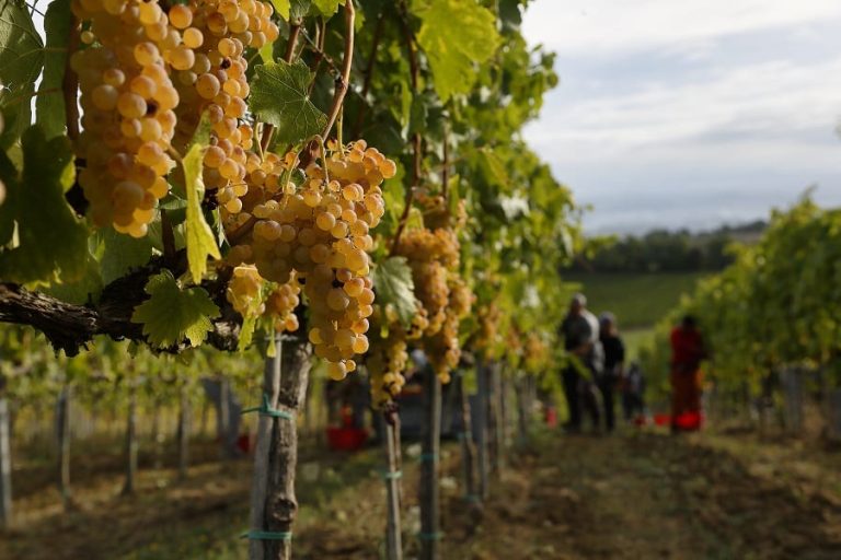 Vendemmia|Produzione italiana di vino e mosti (in migliaia di ettolitri)
