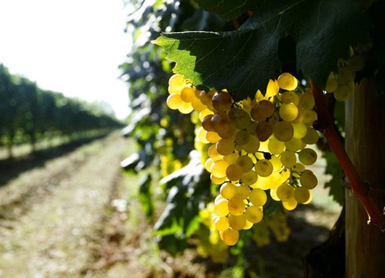 Grappolo di uva|
