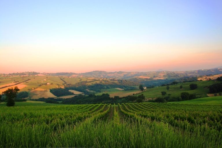 Vigna di Ribona||Ribona Vigna|