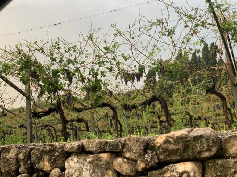 Una vigna in Valpolicella|Un albero caduto nel centro di Verona|Grandine nelle vigne della Valpolicella