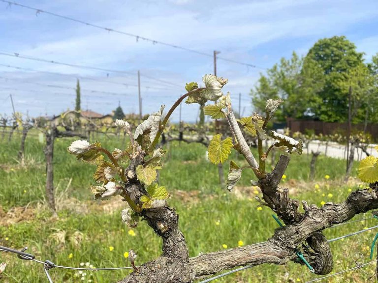 vigneti danneggiati dalle gelate