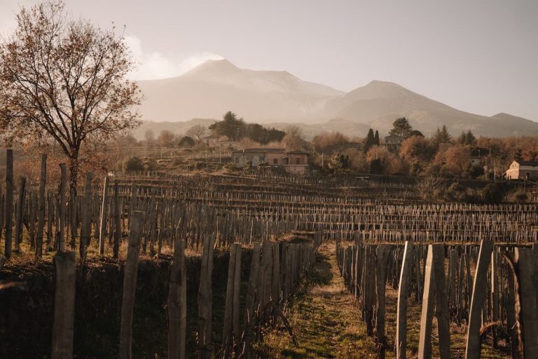 vigneti di maugeri|famiglia maugeri|frontebosco|famiglia maugeri|maugeri milo201120dr-stampa|maugeri vigneti