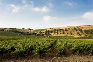 Vigneto Grillo Marsala|Azienda agricola Barraco- Marsala|Tenuta Gorghi Tondi- Mazara del Vallo||Azienda vinicola de Bartoli- Marsala