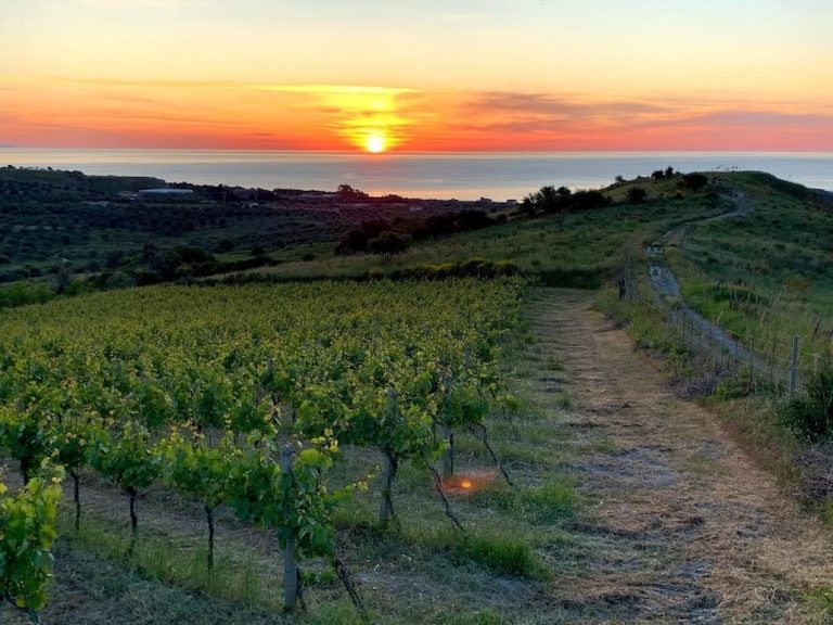 Vigneto dell'azienda Antonella Lombardo in Calabria|Vigneto dell'azienda Antonella Lombardo in Calabria|Vigneto-Antonella-Lombardo-Calabria-7|Vigneto dell'azienda Antonella Lombardo in Calabria|Vigneto dell'azienda Antonella Lombardo in Calabria|Vigneto dell'azienda Antonella Lombardo in Calabria|Vigneto dell'azienda Antonella Lombardo in Calabria