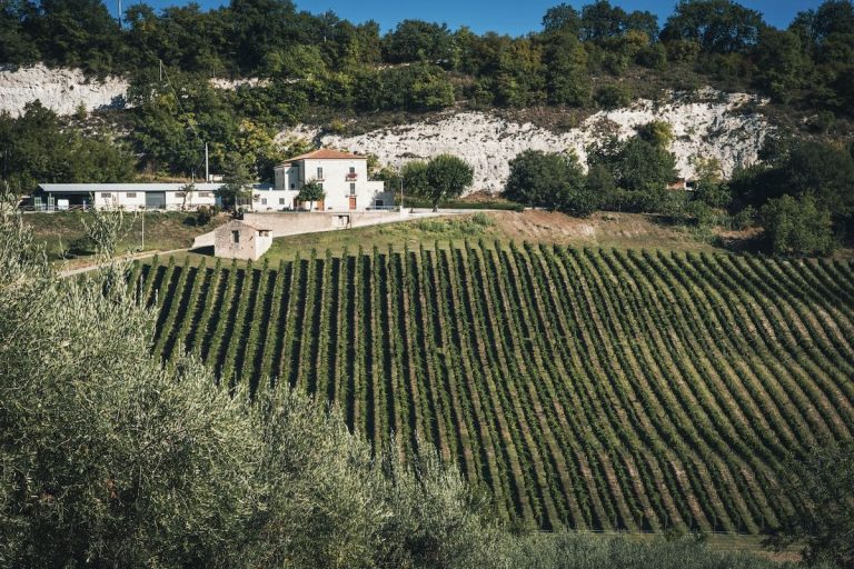 Vigneto e frantoio Tommaso Masciantonio trappeto di caprafico|Vigneto Tommaso Masciantonio trappeto di caprafico|