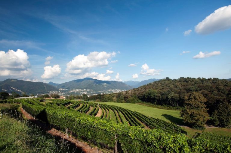Gialdi Vini. vigneto-monte-morello-novazzano-resize|Gialdi Vini. Vigneto Oberti|Guido Brivio - Brivio vini sa (TI)|Feliciano Gialdi b-n con bicchiere - Verticale|Feliciano Gialdi b-n con bicchiere - Verticale|Gialdi Vini||Riflessi d'Epoca Merlot Gialdi Brivio