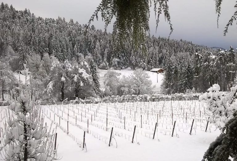 vin de la neu di nicola biasi|Nicola Biasi|vin de la neu nicola biasi|progetto resistenti|resistenti||