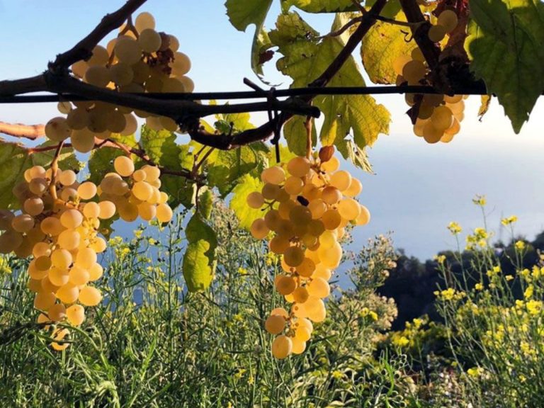 |penisola sorrentina dop - consorzio vini - sorrento