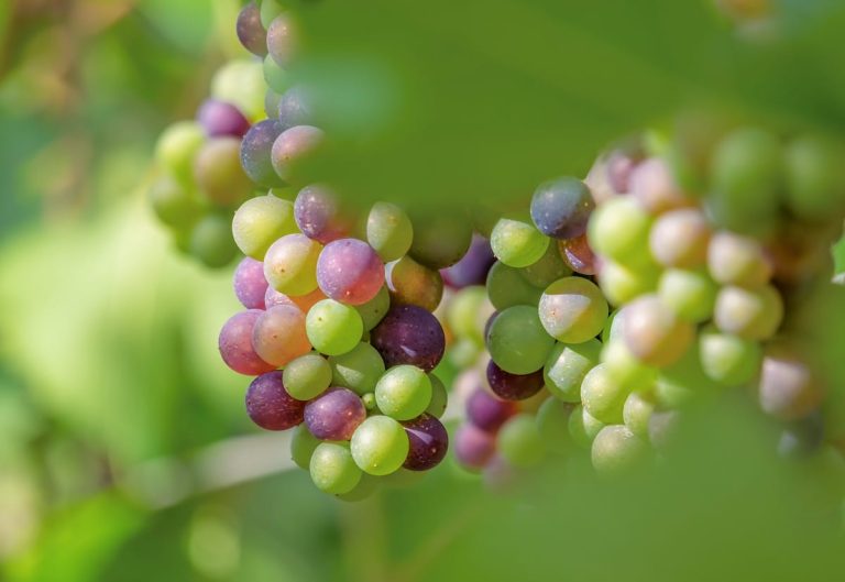 vino naturale - uve - Foto di Couleur da Pixabay||Angiolino Maule_Presidente VinNatur
