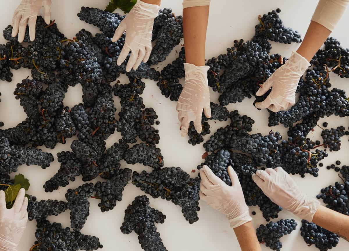 La seconda vita del Merlot toscano, il vino che sfida il cambiamento climatico (con successo)