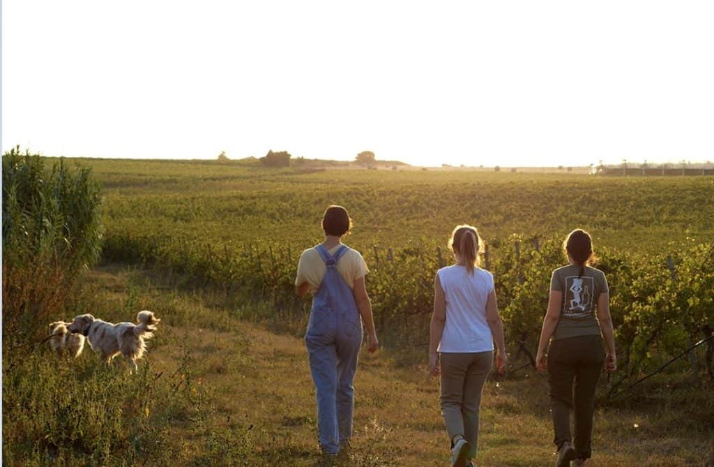 Nell'Agro Pontino viene prodotto il vino rosso più buono del Lazio sotto i 20 euro