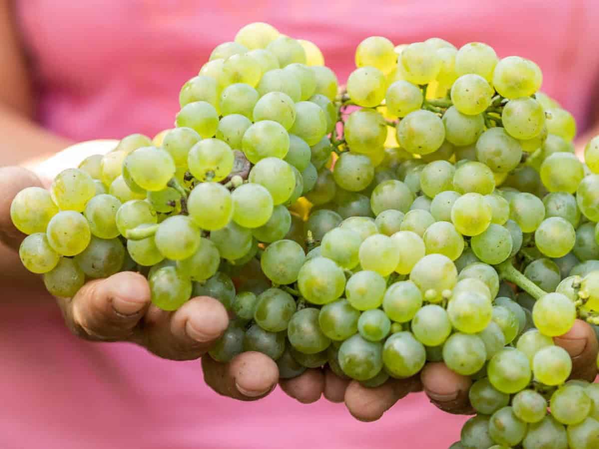 Svolta in Franciacorta per Barone Pizzini: tutta la produzione di vino diventa vegana