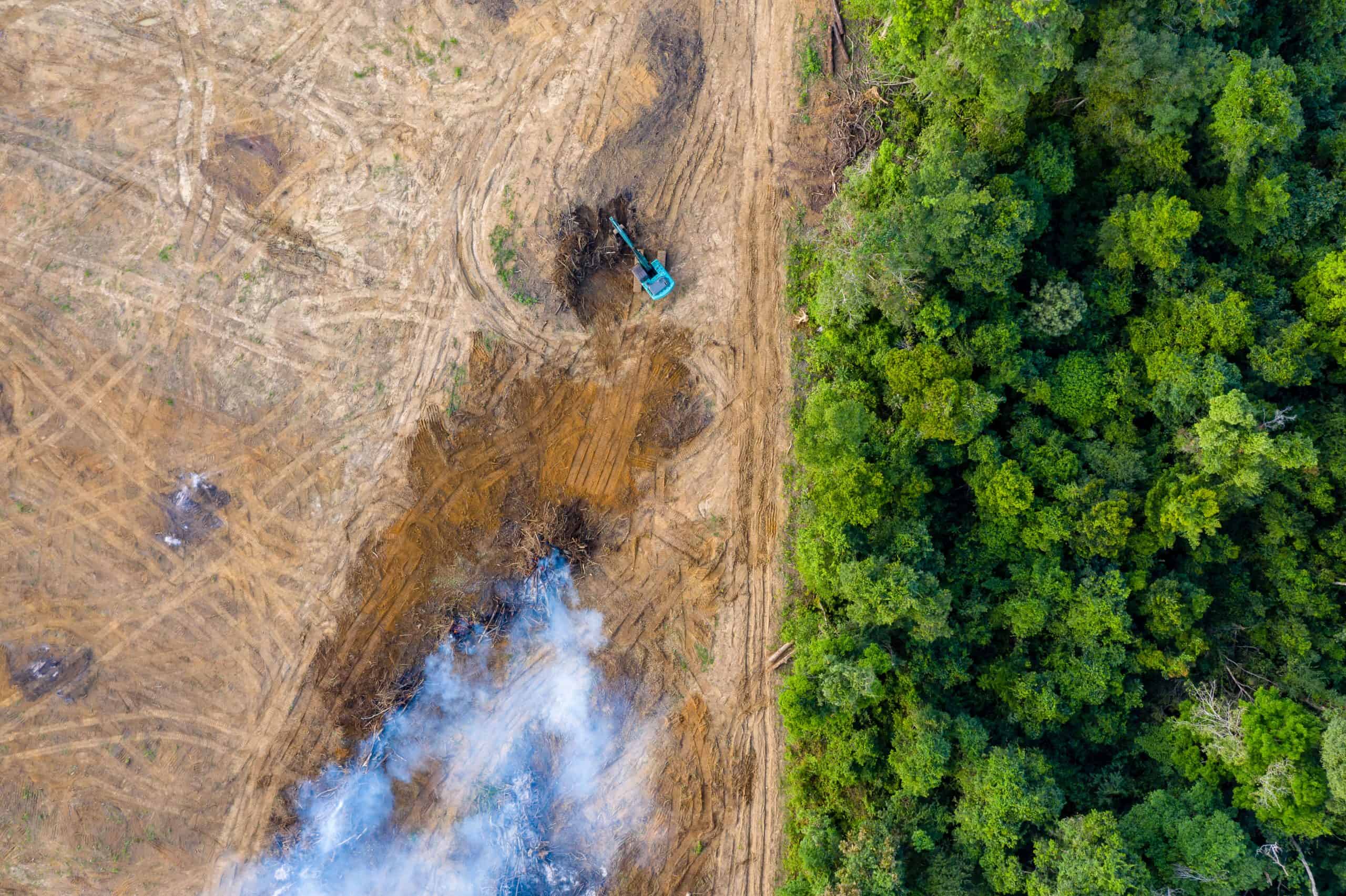 Caffè, cacao, soia, olio di palma: come con i nostri consumi stiamo deforestando il mondo