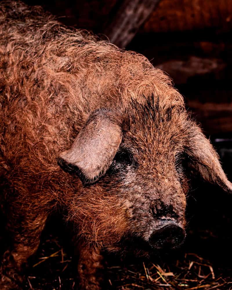 Maiale Mangalitsa di ceppo rosso