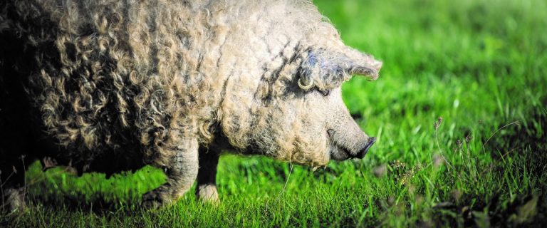 Mangalitsa di ceppo bianco dell'allevamento Zavoli