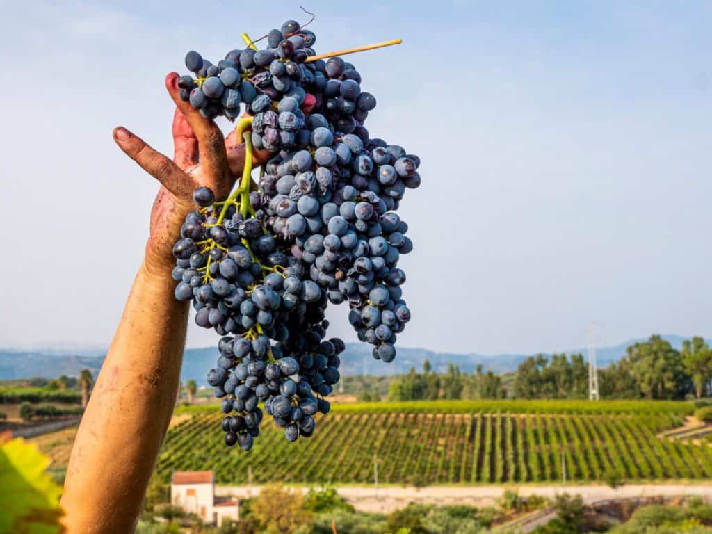 "Ridurre il grado alcolico per dare una seconda vita al Nero d'Avola". Le aziende siciliane raccontano la sperimentazione sui low alcol