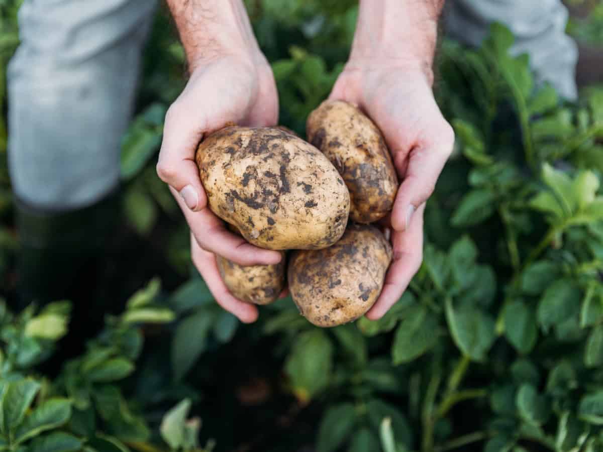 Il coraggioso agronomo che ha insegnato alla Francia a mangiare le patate