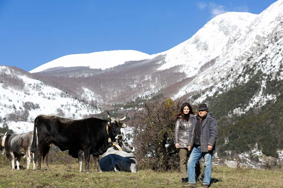 Per seguire le orme del padre alleva mucche di razza Podolica in alta montagna. La storia di un