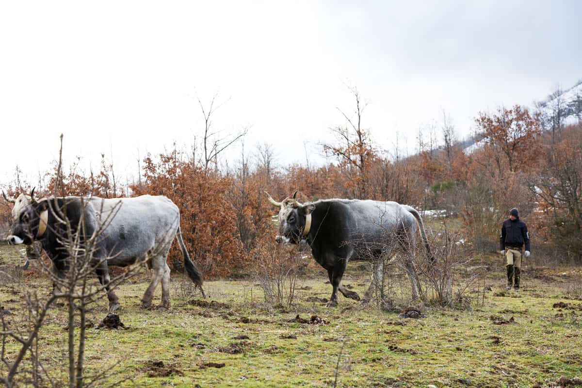 Sveglia a notte fonda e lunghe camminate in montagna con le mucche. Storia di due fratelli allevatori della Basilicata