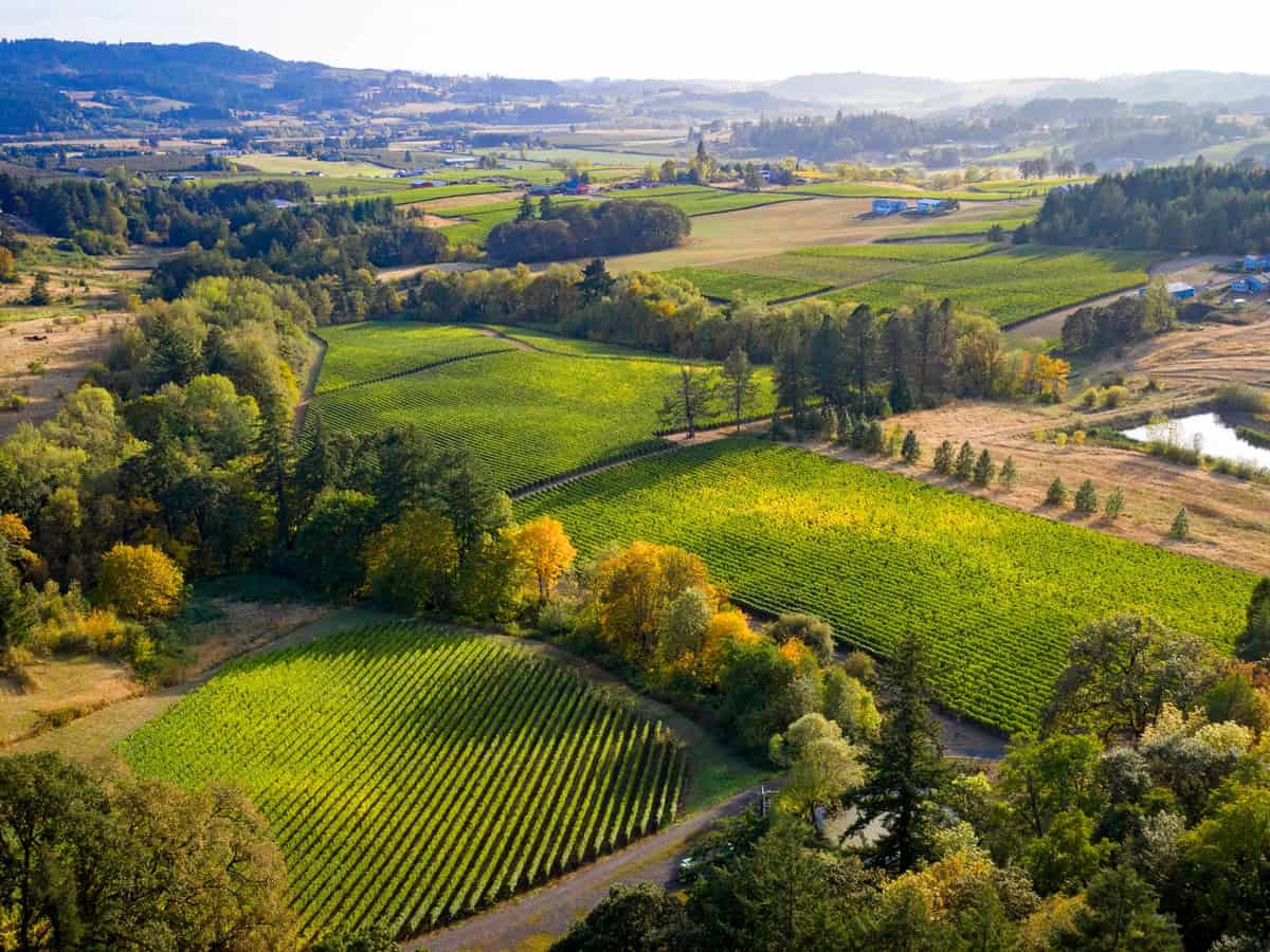 Nuova cantina per Santa Margherita negli States: acquistata tenuta Marsh Estate in Oregon