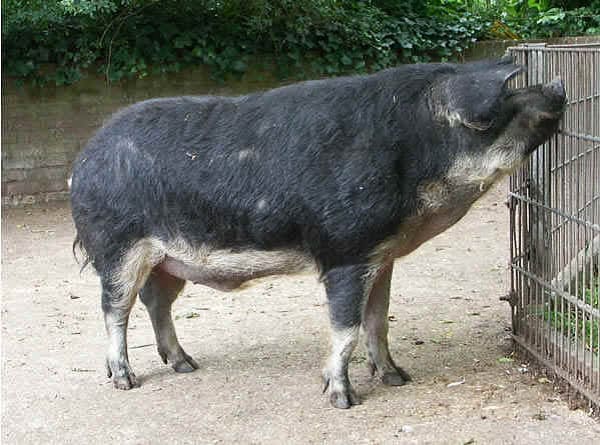 Suino di razza Mangalica ventre di rondine (foto Agraria.org)