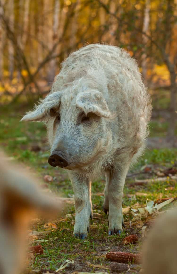 Mangalitsa di ceppo bianco - allevamento Solobrado - foto di Photosite