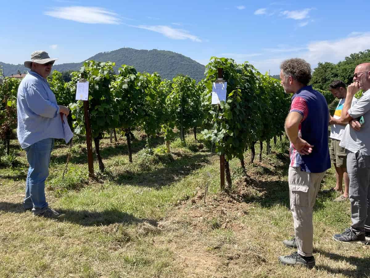 Ecco i portainnesti che migliorano la qualità dei vini. La sorprendente scoperta che ridisegna il futuro della viticoltura