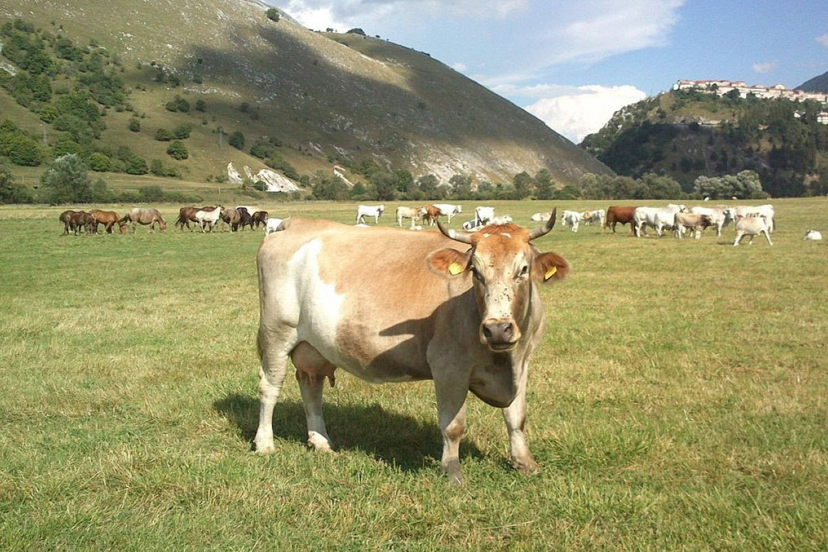 In Inghilterra verranno ridotti gli allevamenti per incentivare le persone a mangiare meno carne