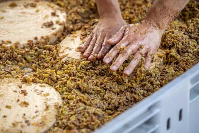 Forme di formaggio erborinato durante l'affinatura con le vinacce - Moro Formaggi