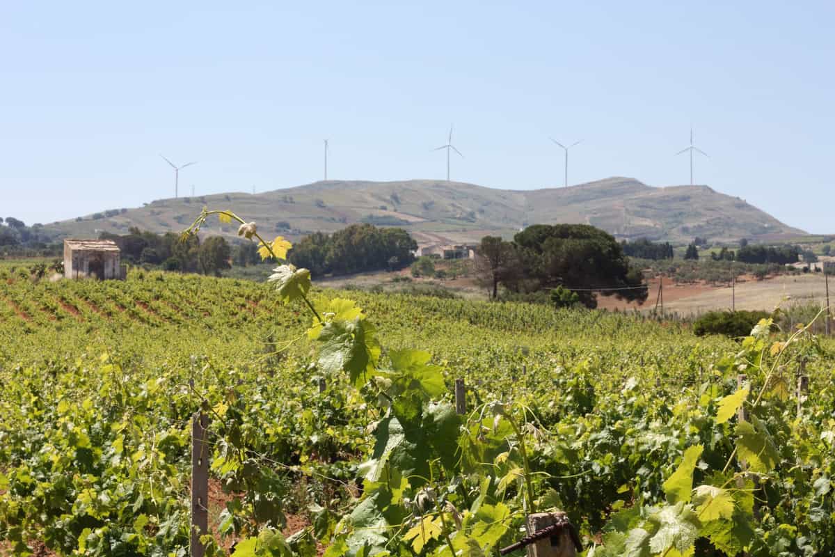 "Il parco eolico in mezzo ai vigneti non lo vogliamo". Il grido d