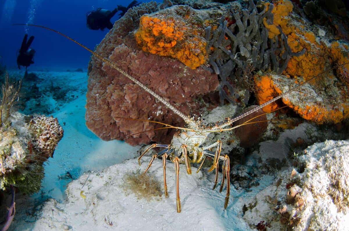 Caraibi, il lato oscuro della pesca di aragosta