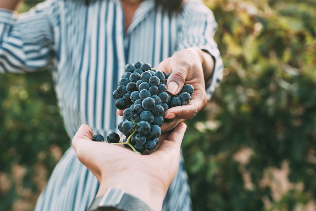 C’erano una volta le degustazioni in cantina: ecco come stanno cambiando