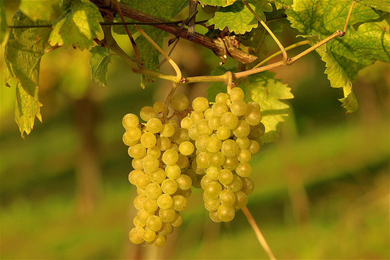 Misure anticrisi in Nuova Zelanda: viticoltori costretti a rinunciare a parte del raccolto di Sauvignon Blanc