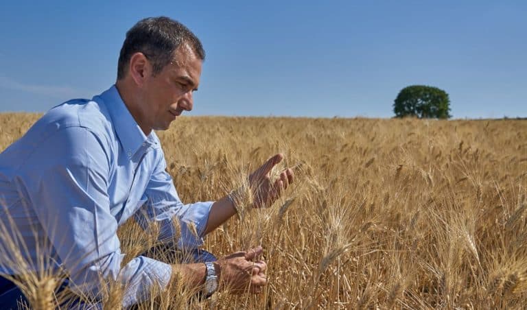 Alberto Zampino, titolare insieme alla famiglia del pastificio Gentile, in un campo di grano duro