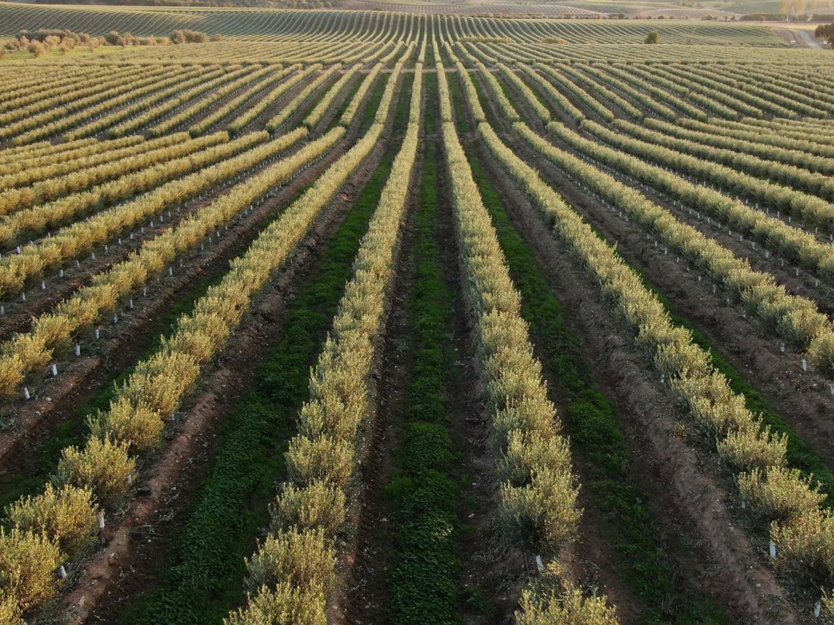 Ecco come l’industria dell’olio d’oliva sta devastando il Portogallo Ecco come l’industria dell’olio d’oliva sta devastando il Portogallo