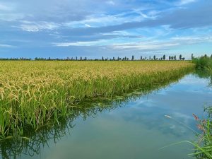 Parco Naturale Regionale Veneto del Delta del Po - coltivazione di riso