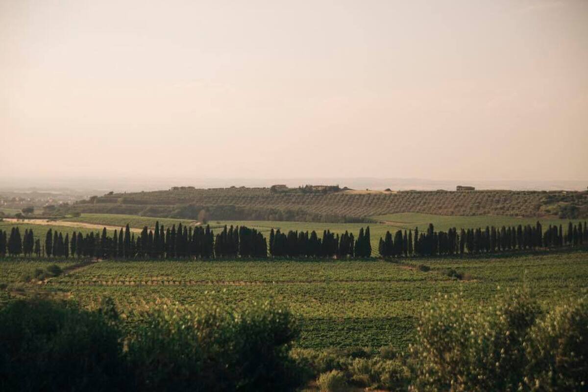 Nasce il Consorzio dei Vignaioli del Lazio. Così i produttori artigianali sfidano il modello agroindustriale Nasce il Consorzio dei Vignaioli del Lazio. Così i produttori artigianali sfidano il modello agroindustriale
