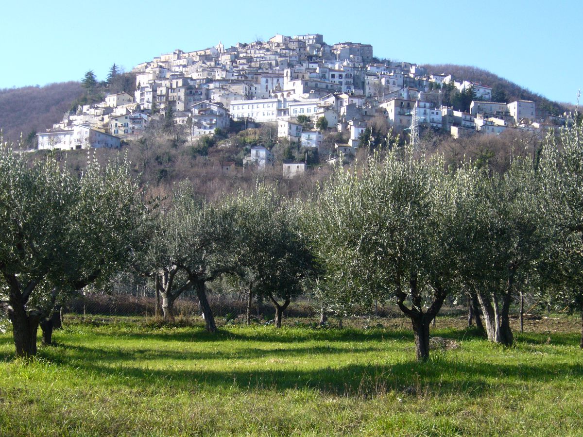 Gli 11 migliori oli dell’Abruzzo premiati dal Gambero Rosso Gli 11 migliori oli dell’Abruzzo premiati dal Gambero Rosso