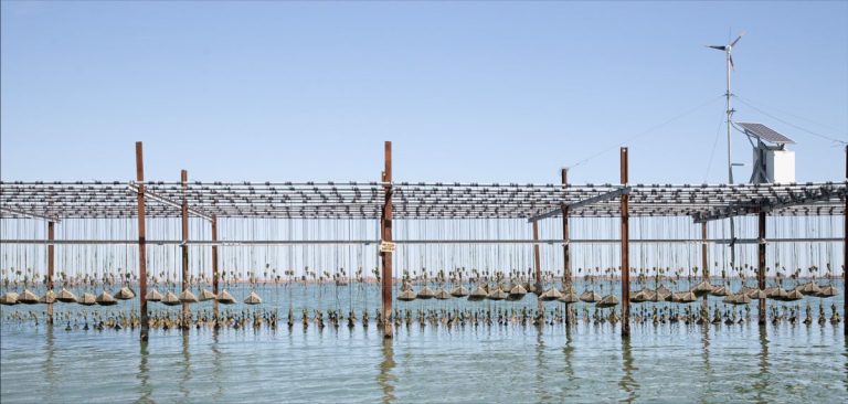 Allevamento di ostriche rosa del Delta del Po