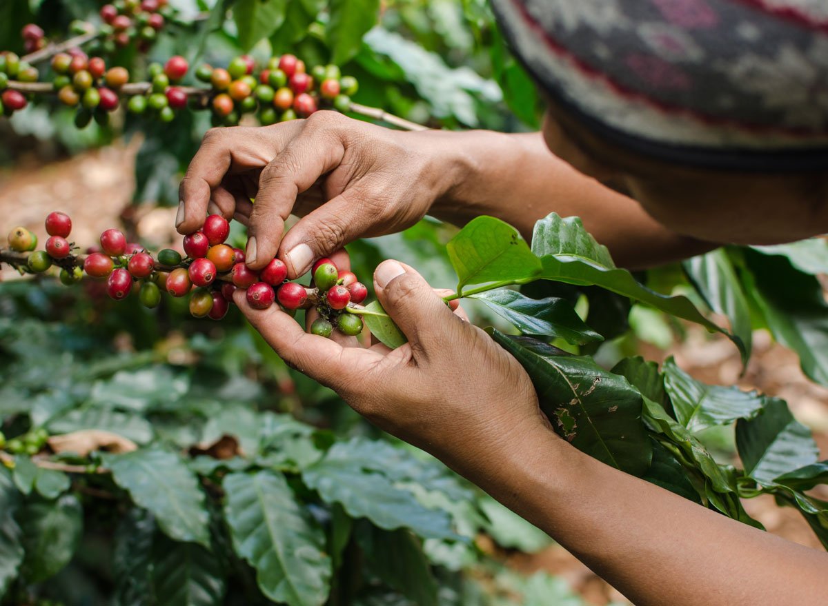 cala il prezzo del caff232 ma non ancora al supermercato