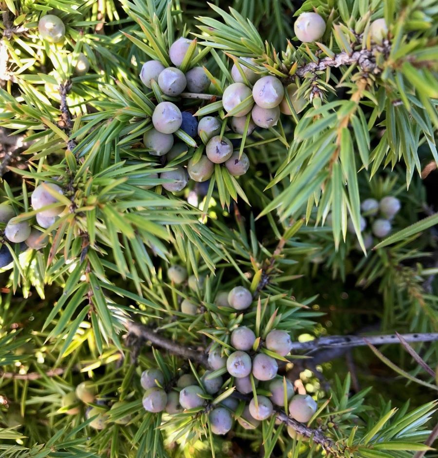 Bacche di ginepro verde - Gin Caleri - Rosolina (RO)
