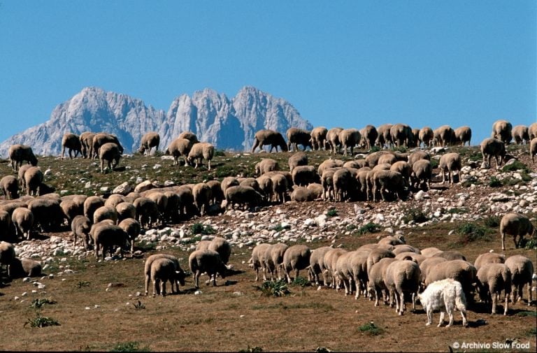 Pecorino di Farindola Presidio Slow Food Abruzzo