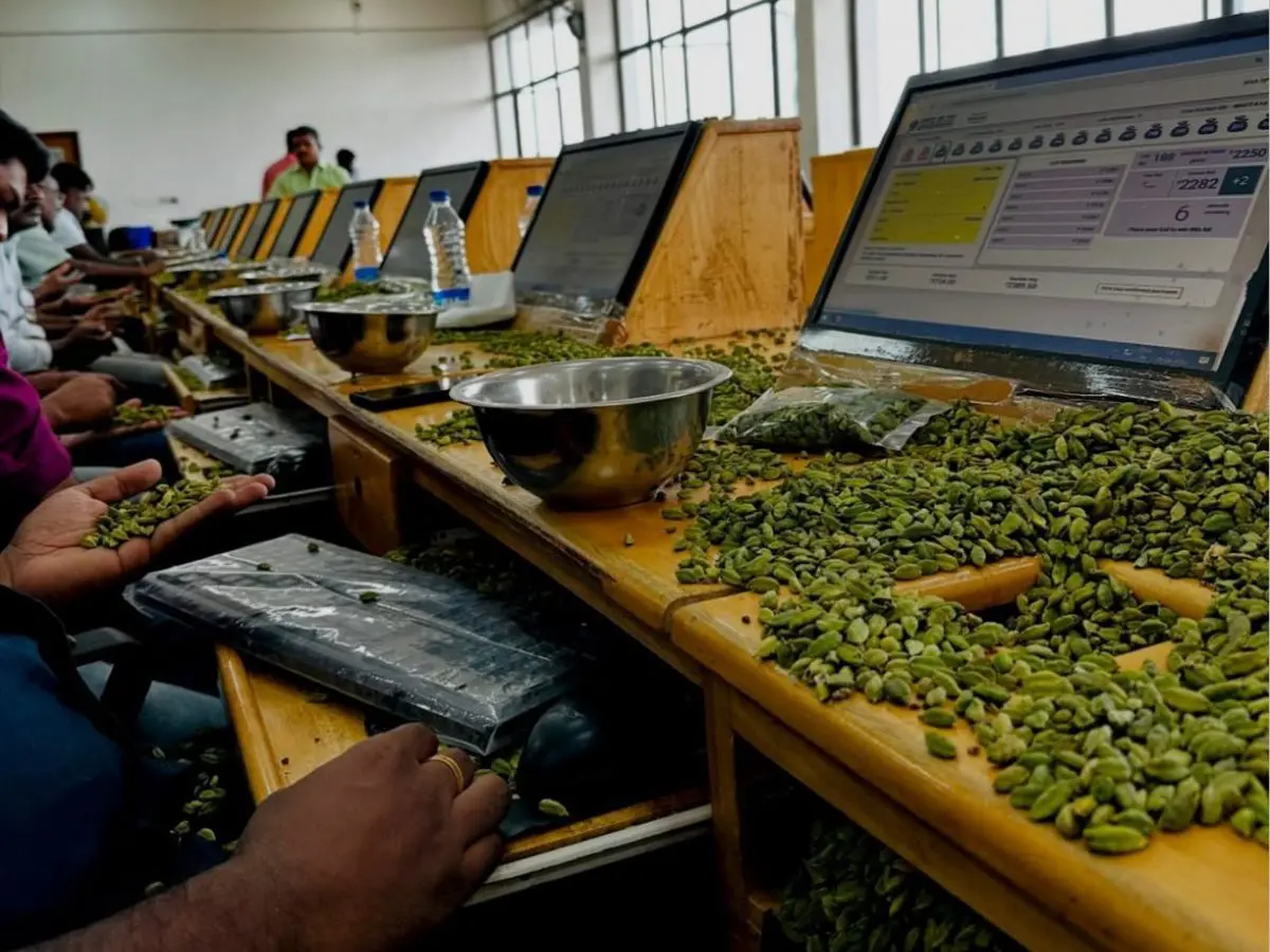 Le incredibili aste fulminee del cardamomo indiano Le incredibili aste fulminee del cardamomo indiano