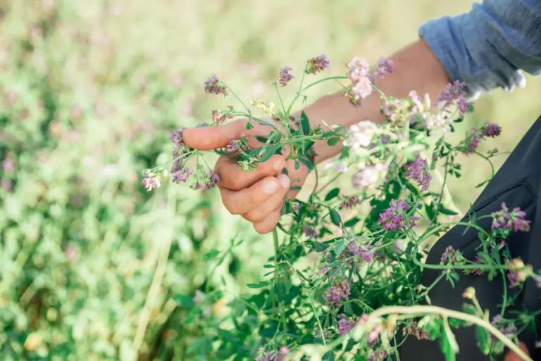 Fioritura erba medica - Agricole Forte