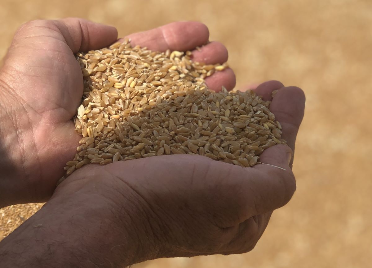 Chicchi di grano Agrifree - Porto Viro (RO) - Delta del Po versante veneto