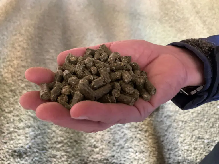 Pellet di erba medica