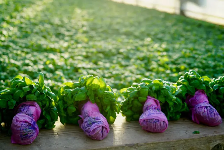 Basilico genovese Dop in una serra Calcagno, Celle Ligure (SV) - pesto genovese