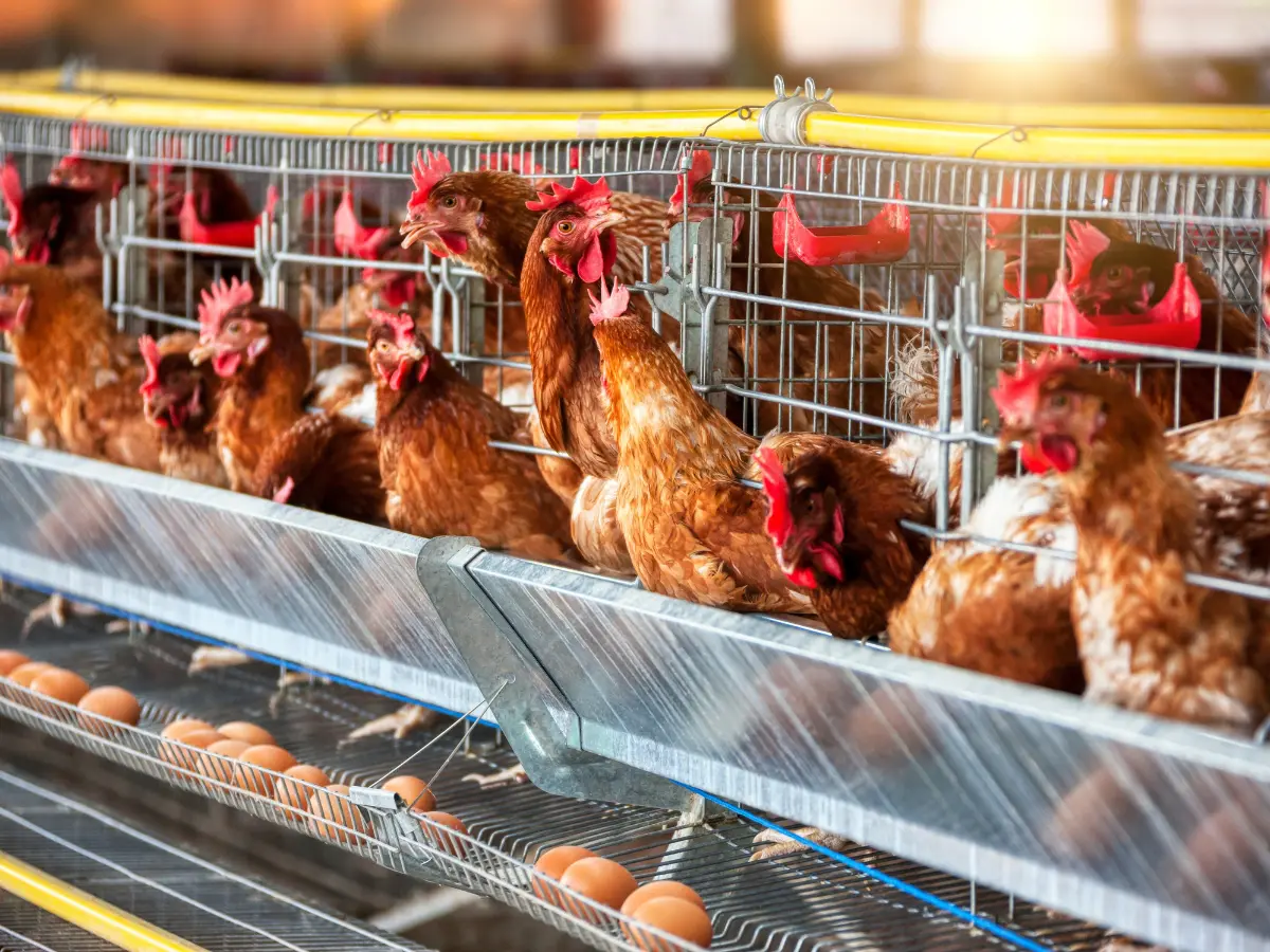 La Svezia dice addio alle gabbie per le galline. Perché in Italia siamo così indietro?
