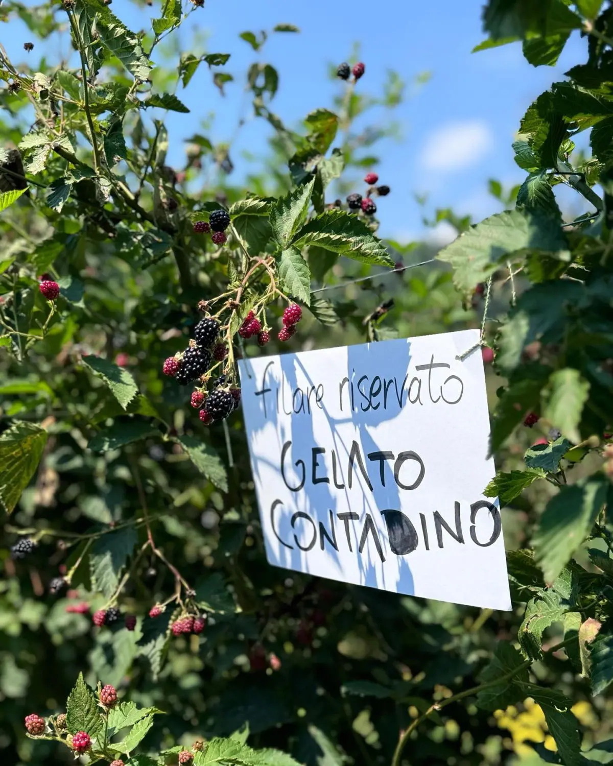 Gelsi con cartello di Gelato Contadino