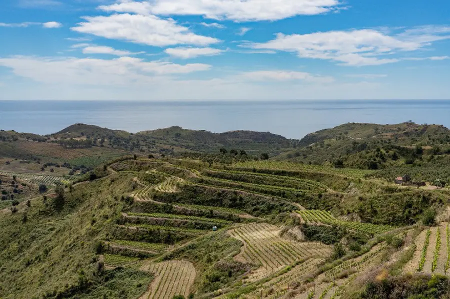 Vigne eroiche di Calabria: il coraggio di coltivare l’impossibile Vigne eroiche di Calabria: il coraggio di coltivare l’impossibile